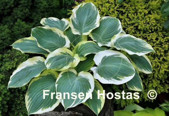 Hosta Orion's Belt